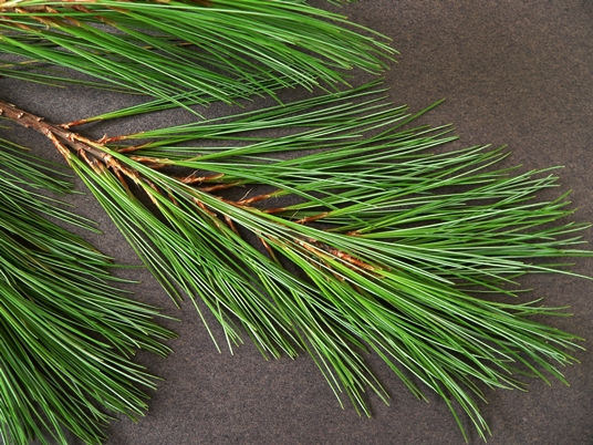 {Pinus strobus}